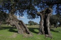 Old holm oaks near the Visigoth necropolis of Arroyo de la Luz