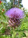 Decorative artichoke thistle called Cardoon with its characteristic purple haired flower head Royalty Free Stock Photo