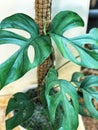 Philodendron monstera raphidophora pertusa & x28; mini monstera& x29;