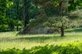 Characteristic stable for German moorland sheep with a straw roof in the natural preserve Lueneburger Heide