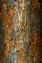 The characteristic structure of the bark at the very warp of the trunk of an old pine tree. Natural background for graphic project Royalty Free Stock Photo