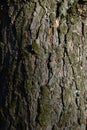 The characteristic structure of the bark at the very warp of the trunk of an old pine tree. Natural background for graphic project Royalty Free Stock Photo