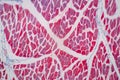 Histological sample Striated Skeletal muscle of mammal Tissue under the microscope. Royalty Free Stock Photo