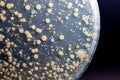 Backgrounds of Characteristics and Different shaped Colony of Bacteria and Mold growing on agar plates from Soil samples for educa Royalty Free Stock Photo