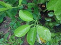 characteristics of lime leaves Royalty Free Stock Photo
