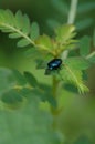 Ground beetle Royalty Free Stock Photo