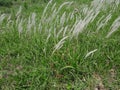 Characteristics of thatch grass Royalty Free Stock Photo