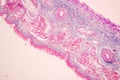 Characteristics Tissue of Olfactory epithelium Human under the microscope.