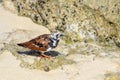 Charadriidae  birds on the rocks in turkey Royalty Free Stock Photo