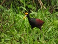 Bird The northern Jacana spinosa, Costa Rica