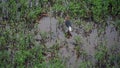 A Charadriiformes bird or thick-knee catching small prey in the wetland