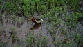 A Charadriiformes bird or thick-knee stalking and hunting in the wetlands