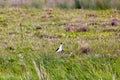 Charadriiformes ( Recurvirostridae ) Species Himantopus himantopus