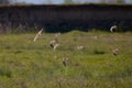 Charadriiformes (Scolopacidae) Calidris canutus species Royalty Free Stock Photo