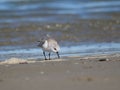 Charadrius alexandrinus on the shoreline