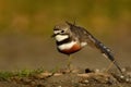 Charadrius bicinctus - Banded dotterel - tuturiwhatu on the beach Royalty Free Stock Photo