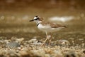 Charadrius collaris - Collared Plover small shorebird in the plover family, Charadriidae, lives along coasts and riverbanks of the