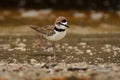 Charadrius collaris - Collared Plover small shorebird in the plover family, Charadriidae, lives along coasts and riverbanks of the