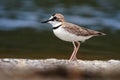 Charadrius collaris - Collared Plover small shorebird in the plover family, Charadriidae, lives along coasts and riverbanks of the