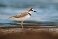 Charadrius collaris - Collared Plover small shorebird in the plover family, Charadriidae, lives along coasts and riverbanks of the