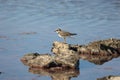 Charadrius dubius walks in shallow water in search of food