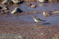 Charadrius dubius walks in shallow water in search of food