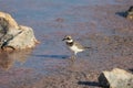 Charadrius dubius walks in shallow water in search of food