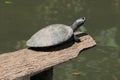 A charapa or yellow headed turtle sunbasking on a wooden log Royalty Free Stock Photo