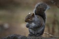 Charasmatic Grey Squirrel Royalty Free Stock Photo