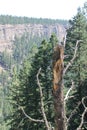 Charater tree in the canyon Royalty Free Stock Photo