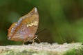 Charaxes bernardus heirax, Common Tawny Rajah butterfly sipping nectar from stone showing its underwings scale and profile