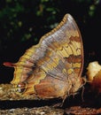 Charaxes bernardus heirax, Common Tawny Rajah butterfly