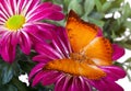 Charaxes distanti Butterfly