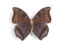 Charaxes laodice (underside) Royalty Free Stock Photo