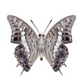 Charaxes solon Pale Black Rajah fine grey butterfly forewing Royalty Free Stock Photo