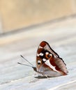 Charaxes tiridates butterfly Royalty Free Stock Photo