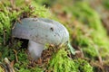 The Charcoal Burner (Russula cyanoxantha) is an edible mushroom Royalty Free Stock Photo