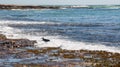 Charcoal Grey Heron at Jake's Point Royalty Free Stock Photo