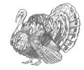 Charcoal sketch of a turkey