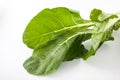 Chard Beta vulgaris subsp. Vulgaris Royalty Free Stock Photo