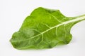 Chard Beta vulgaris subsp. Vulgaris Royalty Free Stock Photo
