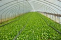 Chard cultivation in a greenhouse