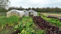 Chard farm drone aerial field swiss red green bio leaves stemmed fresh cicla group, beet spinach seakale leaf stem grown