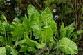 Chard in an ecological garden, protected by cosmos and other plants Royalty Free Stock Photo