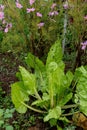 Chard in an ecological garden, protected by cosmos and other plants Royalty Free Stock Photo