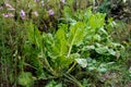 Chard in an ecological garden, protected by cosmos and other plants Royalty Free Stock Photo