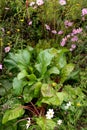 Chard in an ecological garden, protected by cosmos and other plants Royalty Free Stock Photo