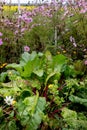 Chard in an ecological garden, protected by cosmos and other plants Royalty Free Stock Photo