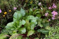 Chard in an ecological garden, protected by cosmos and other plants Royalty Free Stock Photo
