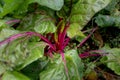 Chard in an ecological garden, protected by cosmos and other plants Royalty Free Stock Photo